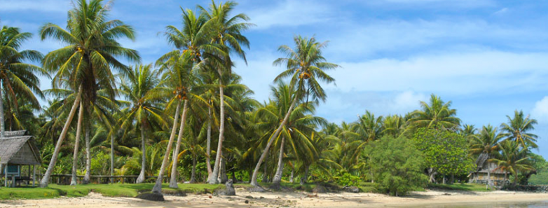Palm trees next to the beach at Manta Ray Bay Resort in Yap, Micronesia.