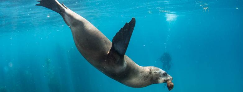 Scuba Diving California Seal