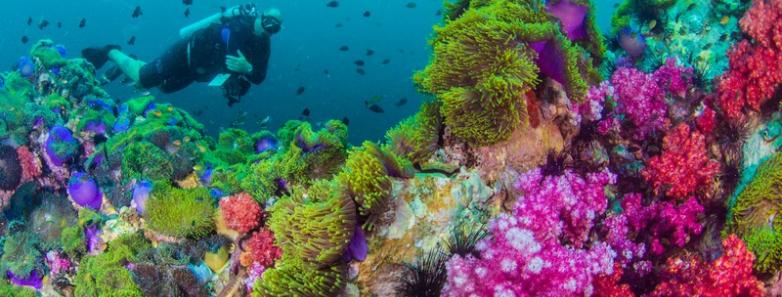 A diver explores a coral reef in Thailand.