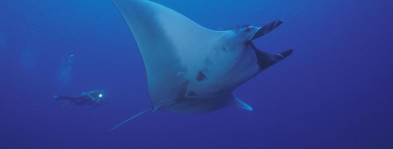 manta ray diving