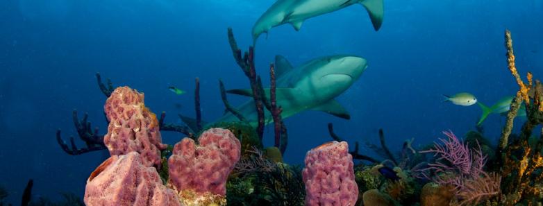 Sharks swim about vibrant corals