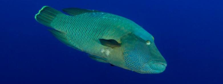Scuba Diving Micronesia