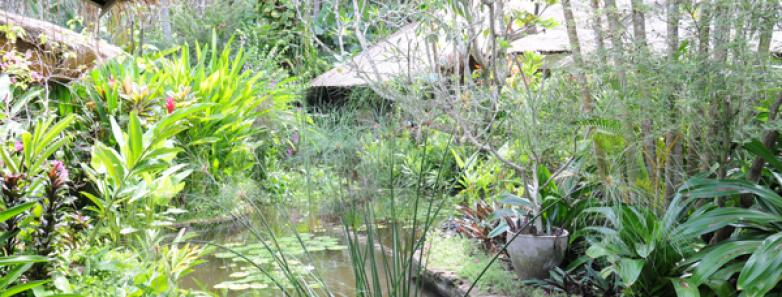A pond surrounded by lush greenery at Watergarden Resort Bali.