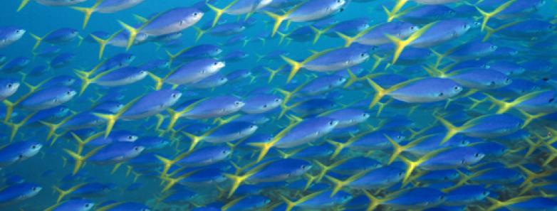 A school of yellowtail fusiliers in Papua New Guinea.