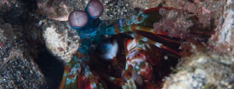 A peacock mantis shrimp at a dive site near Alor Tanapi Dive Resort.