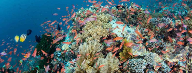 A stunning coral reef in Alor.