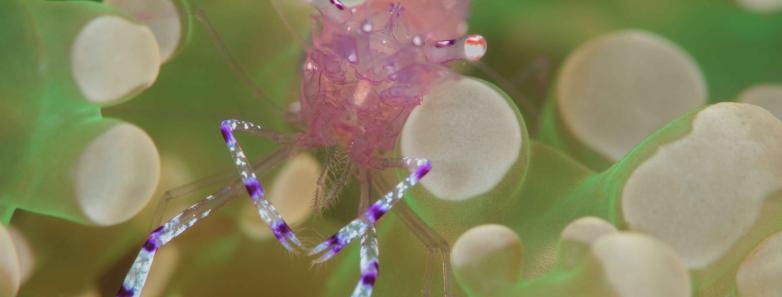 Close up on a shrimp