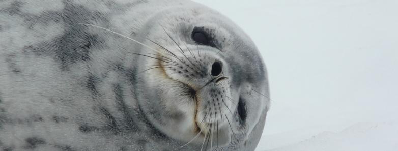 A close up photo of a seal laying on the ice in Antarctica
