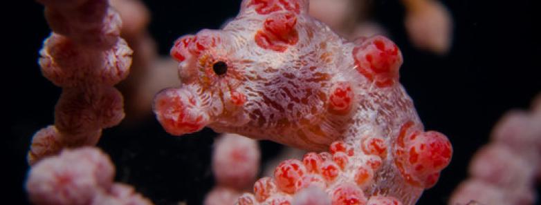 A pygmy seahorse in Lembeh