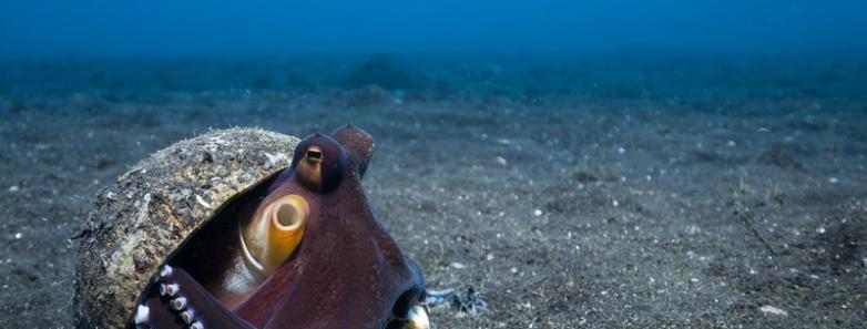 An octopus carries a coconut on its head in Lembeh