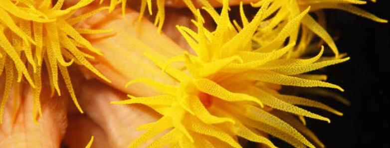 The color anemone of Malapascua