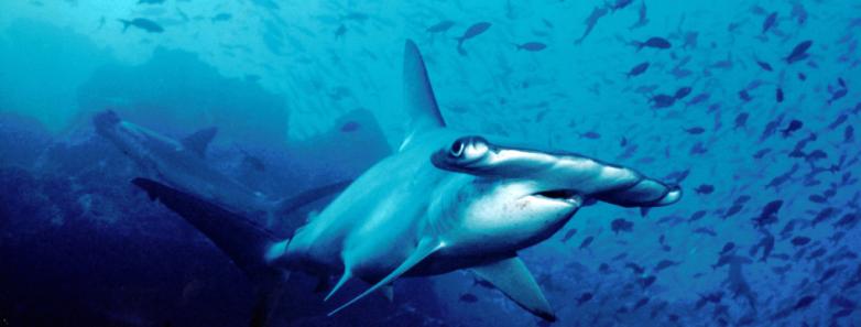 cocos island hammerhead shark