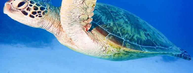 A sea turtle swims near the bottom of the ocean