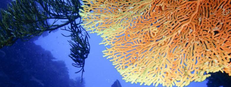 Divers swim around a fan coral