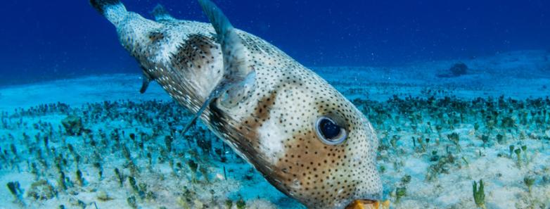 A porcupine fish in Cozumel