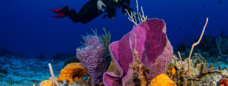 A scuba diver explores a reef in Cozumel