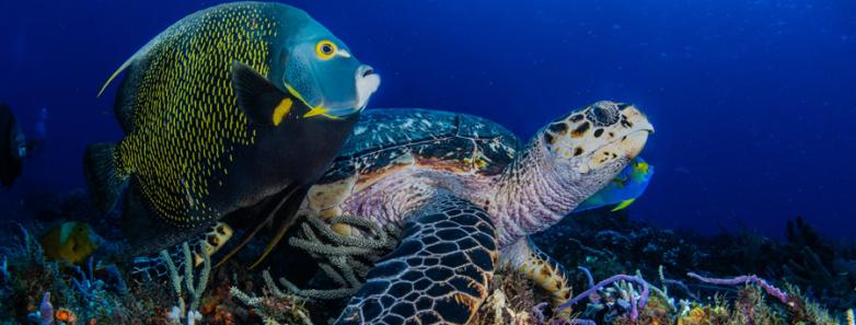 A turtle on a coral reef in Cozumel during an underwater photography workshop