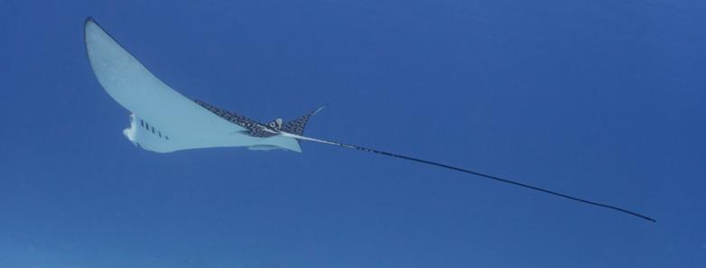 A spotted eagle ray glides away