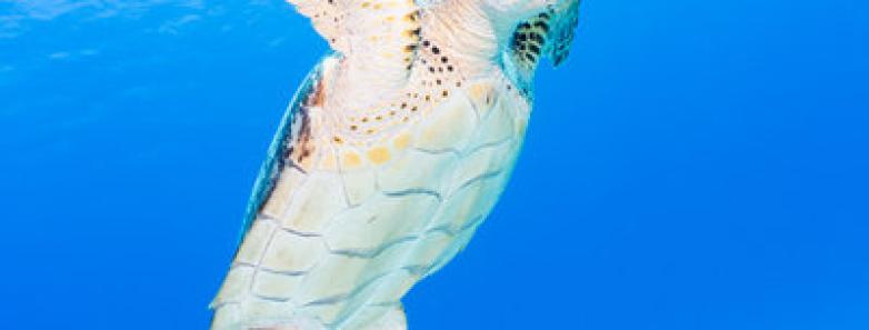 A sea turtle swims toward the surface