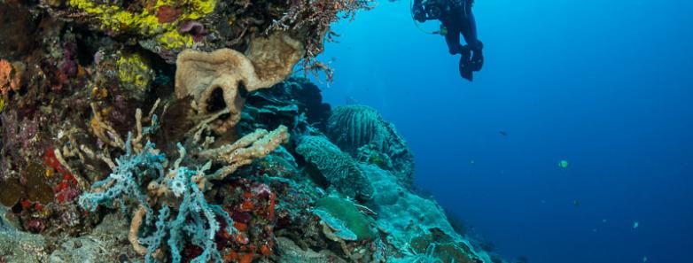 A divers examines corals in Bali