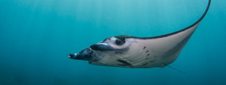 A manta ray glides gracefully through the water