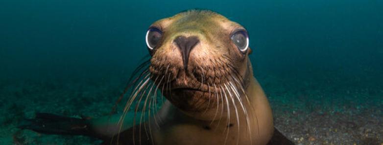 A sea lion cutely looks at a camera in La Paz