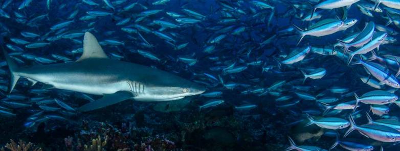 A shark and a school of fish seen while diving in French Polynesia