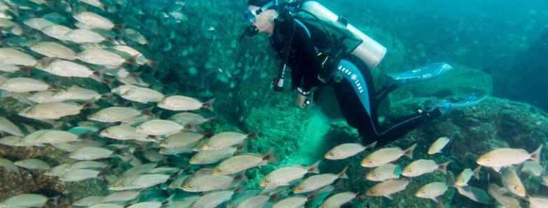 A scuba diver explores a reef in La Paz