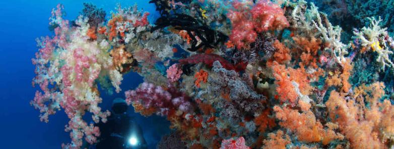 Corals give off the brightest color