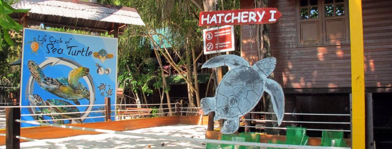 A sea turtle hatchery and education center at Lankayan Island Resort