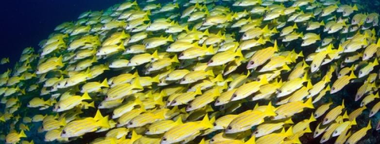School of fish in the Maldives