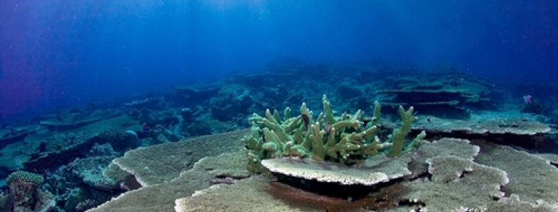 Maldives coral reefe