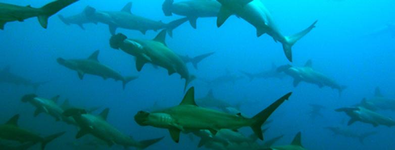 hammerhead sharks seen while scuba diving Malpelo Island