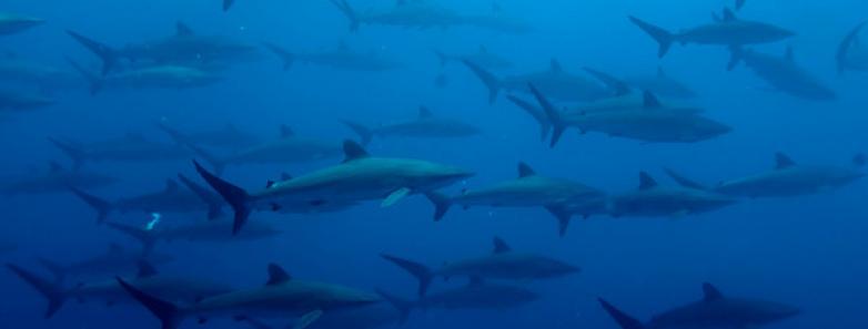 Diving Malpelo Island with silky sharks