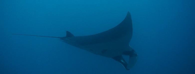 Scuba diving in Myanmar with manta rays.