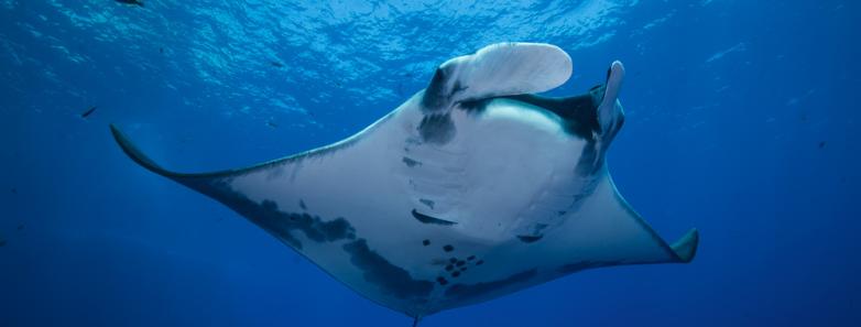A manta ray swims near the water's surface in Indonesia