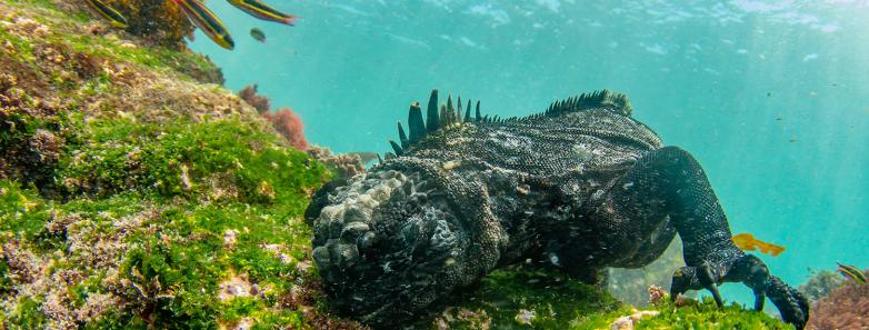 Galapagos Diving Marine Iguana