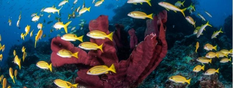 Fish swim on a coral reef in Australia