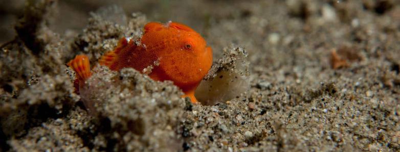 A small frog fish on the ocean floor