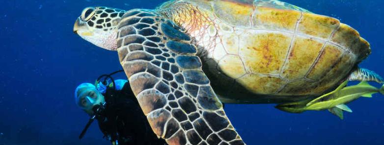 A huge sea turtle in front a diver