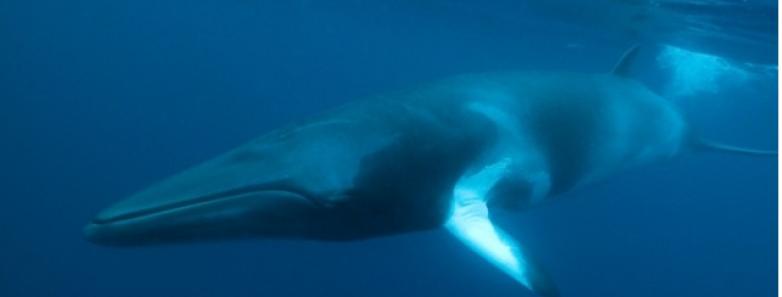 A minke whale underwater in Australia
