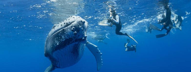 people snorkel next to a humpback whale in Moorea