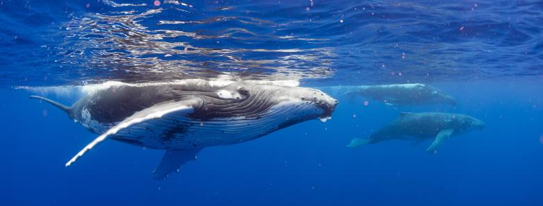 Humpback whale surfacing in Moorea