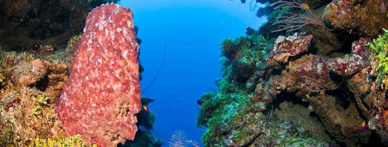 Vibrant corals underwater at Naboo Resort & Dive Center.