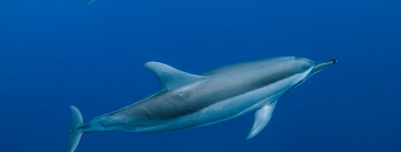 mauritius dolphins