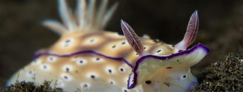 A nudibranch in Lembeh.