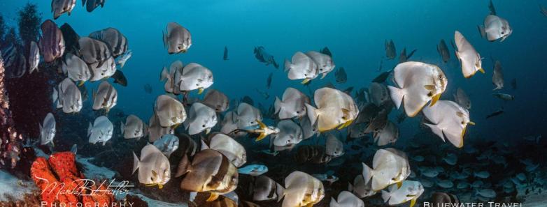A school of fish on a reef in the Sea of Cortez.