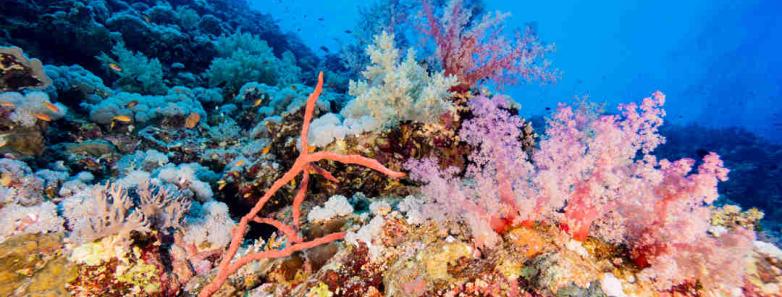 red sea scuba diving