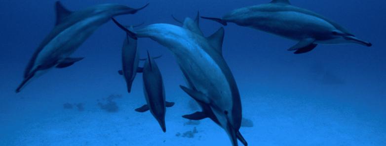 Red Sea Aggressor Dolphins