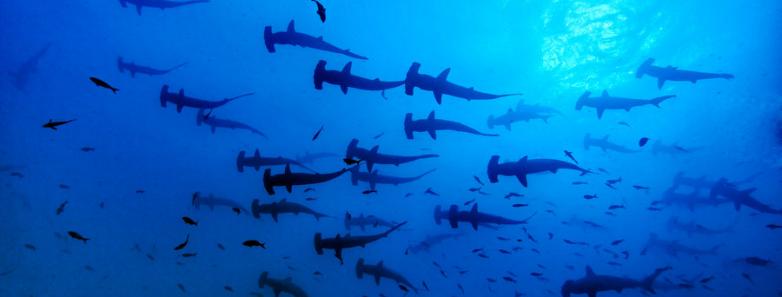 Red Sea Aggressor Sharks